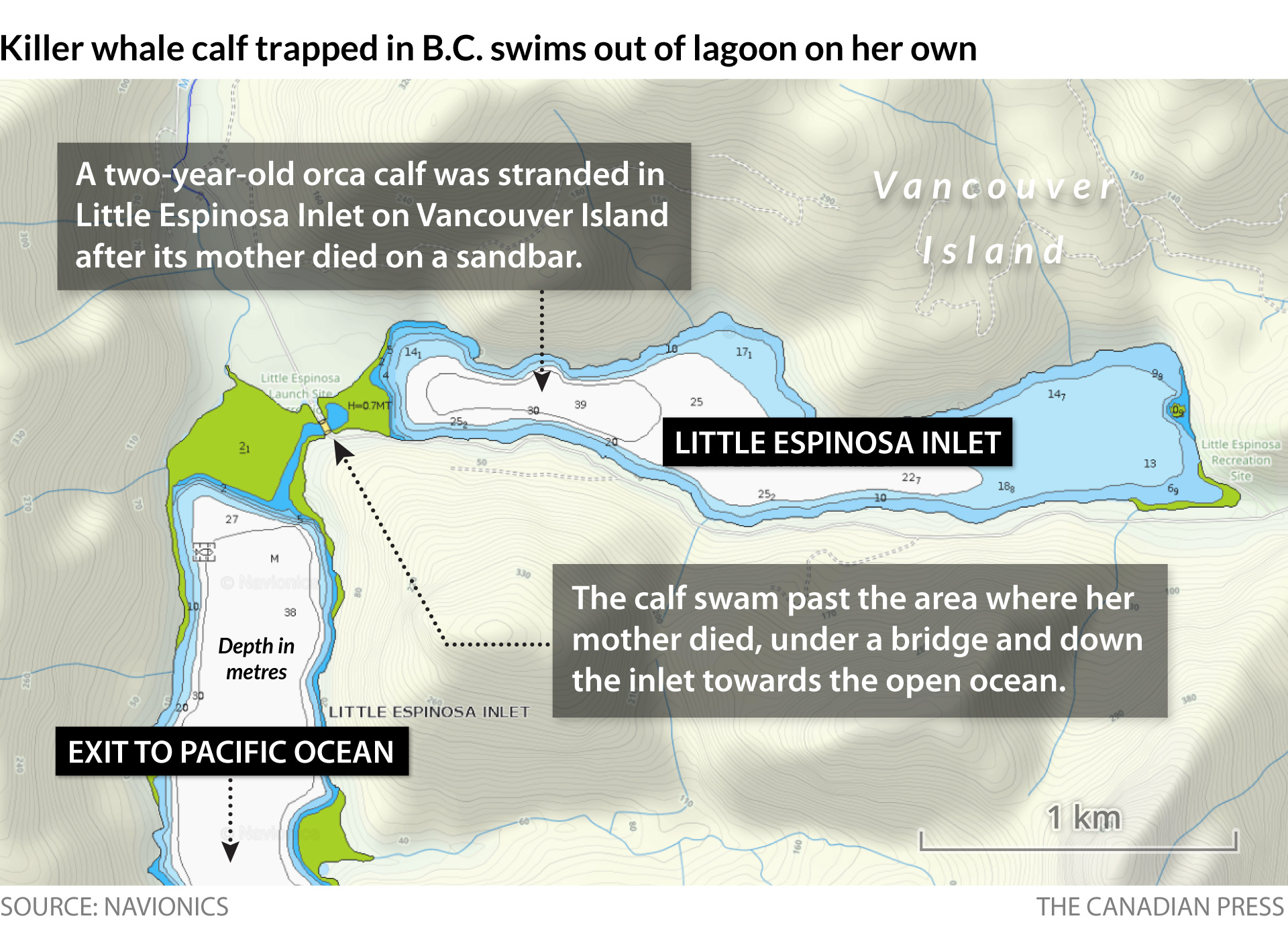 B.C. killer whale calf detail map”/> </body>