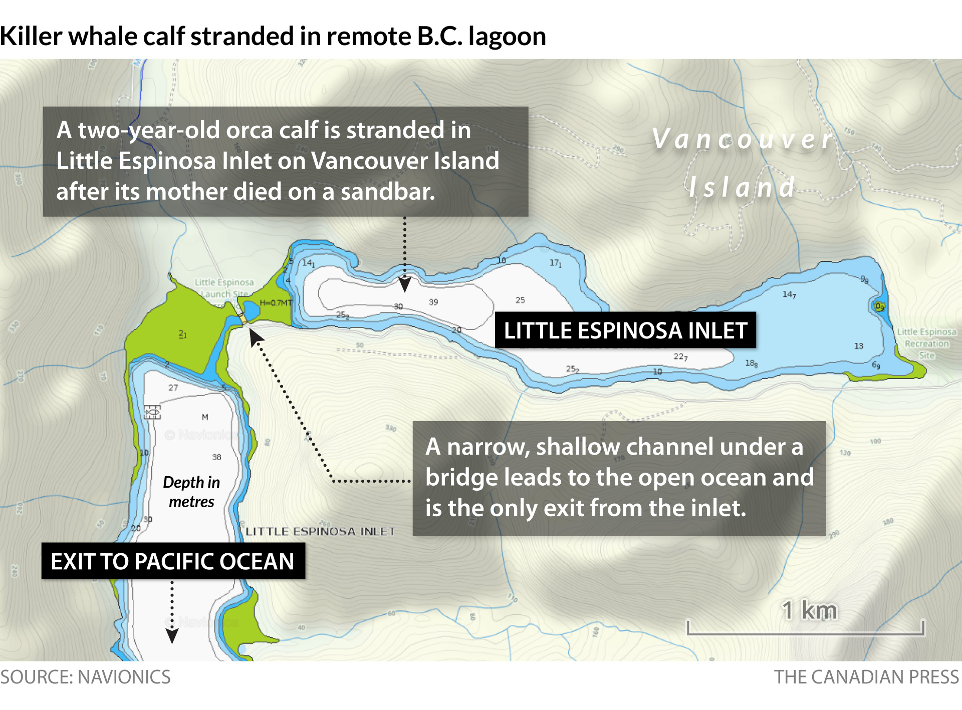 B.C. killer whale calf detail map”/> </body>